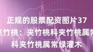 正规的股票配资图片373 白花夹竹桃：夹竹桃科夹竹桃属常绿灌木